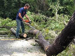 How Our Tree Care Process Works  in  Shenandoah, IA