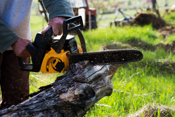 Best Tree Trimming and Pruning  in Shenandoah, IA